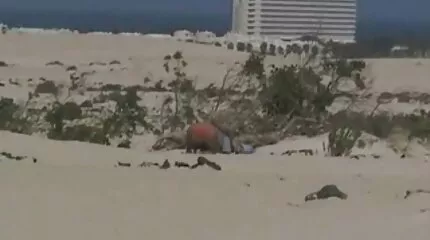 الزوج الخاسر يشاهد زوجته المشاغبة يجرها حبيبها قصص سيكس عرب نار